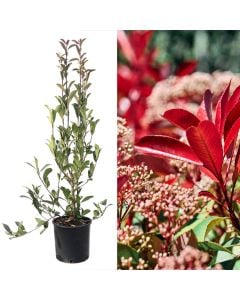 Photinia fraseri red robin v.24 h.110
