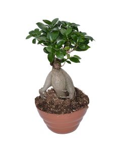 Ficus ginseng, bonsai v.15