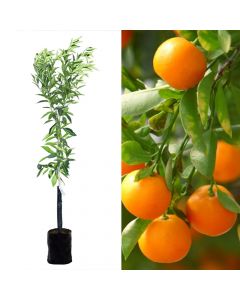 Clementine (mandarinë)