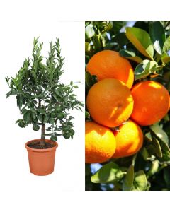 Clementine (mandarinë) Baso