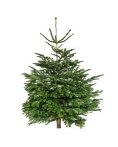 New Year tree, fir tree, green,175/200cm
