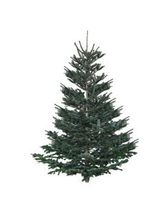 New Year tree, fir tree, green,200/250cm