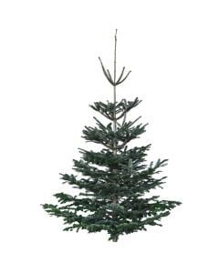 New Year tree, fir tree, green,225/275cm