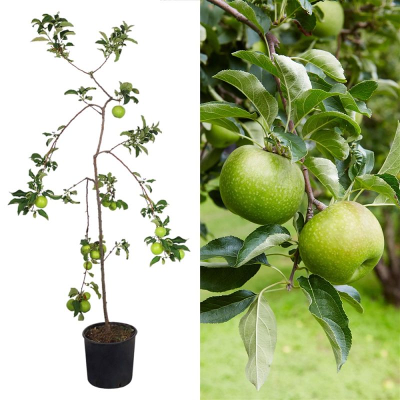 Sampling Apple Tree Apple sapling v.19 h.173 | Megatek